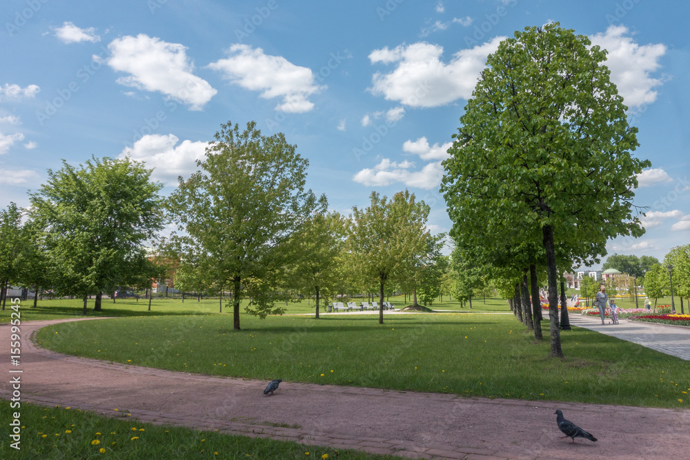 Beautiful trees in city park.