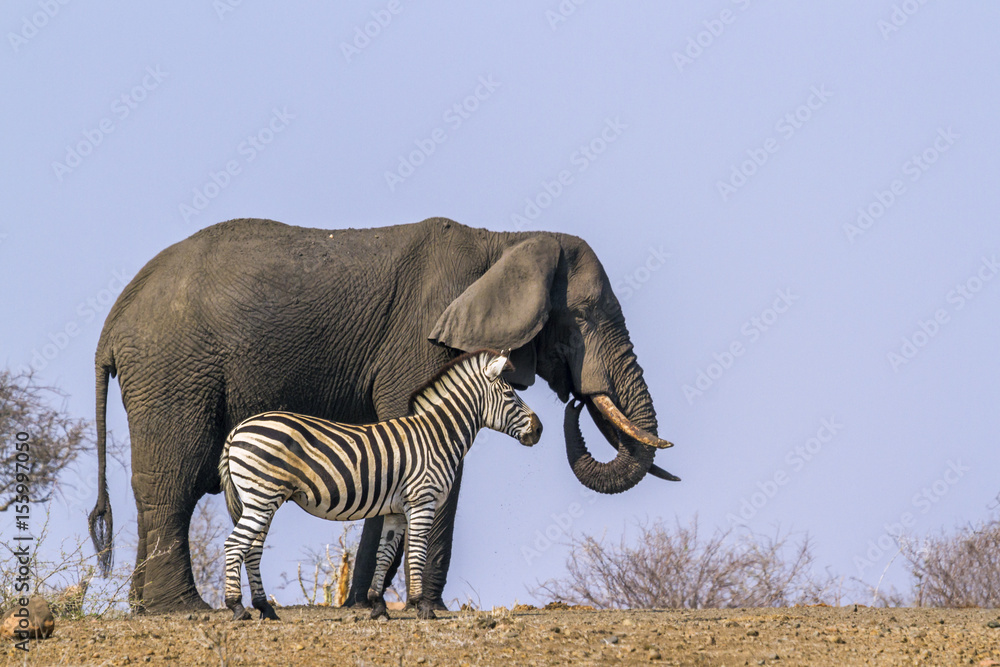 Fototapeta premium Plains zebra and African bush elephant in Kruger National park, South Africa