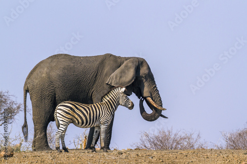 Plains zebra and African bush elephant in Kruger National park  South Africa