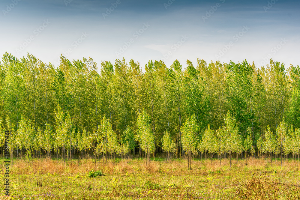 Naklejka premium Tree alley at spring