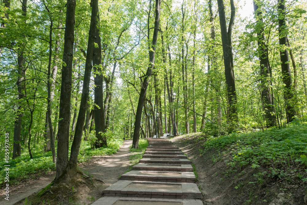 Fototapeta premium Road in the spring park