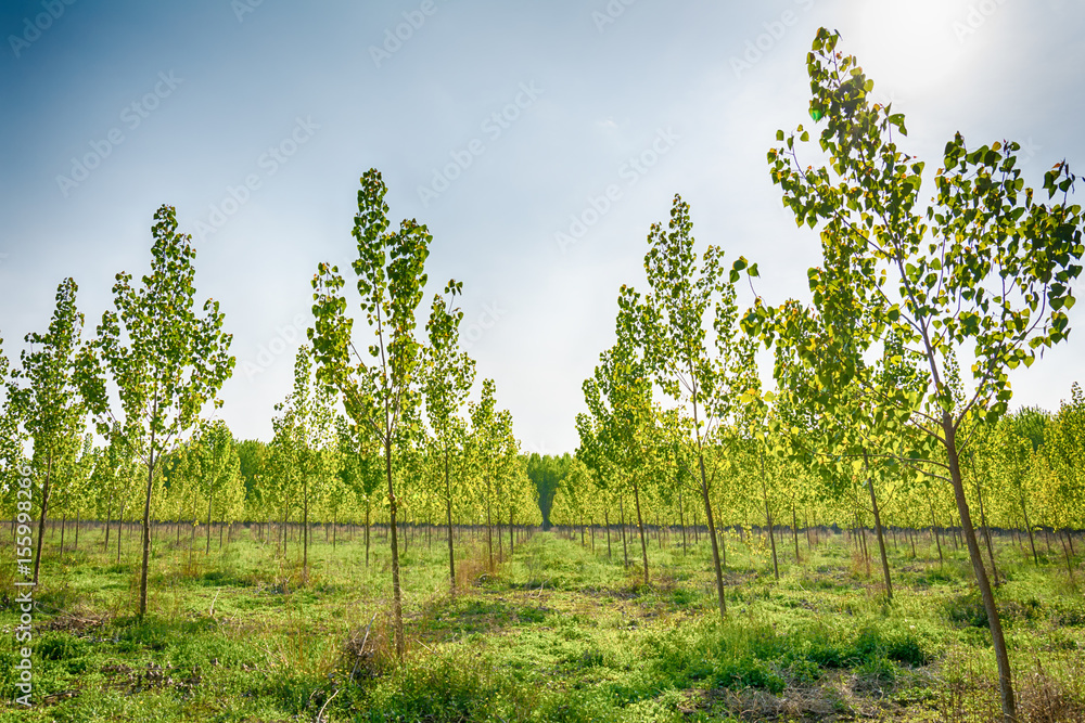 Fototapeta premium Tree alley at spring