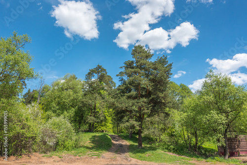 Beautiful spring landscape with tree and sky