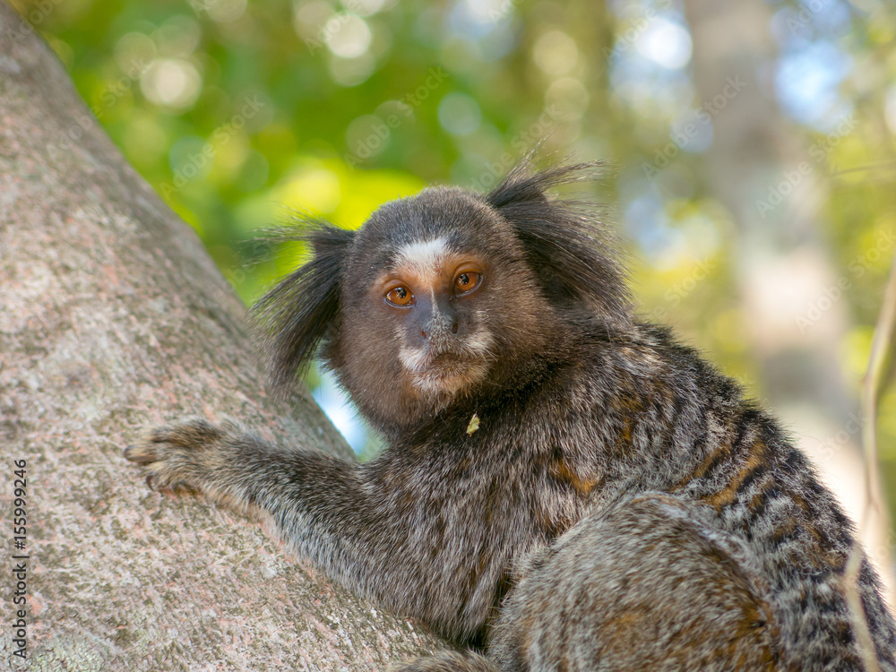 Naklejka premium Marmoset