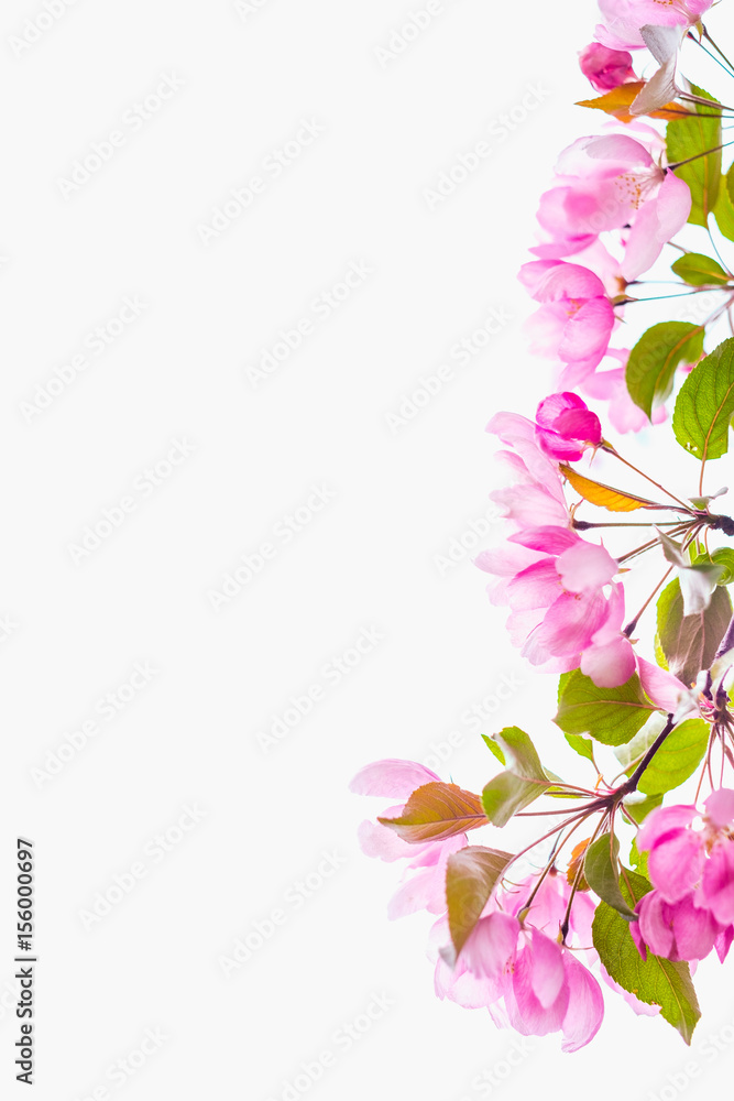 Fototapeta premium Blooming apple tree