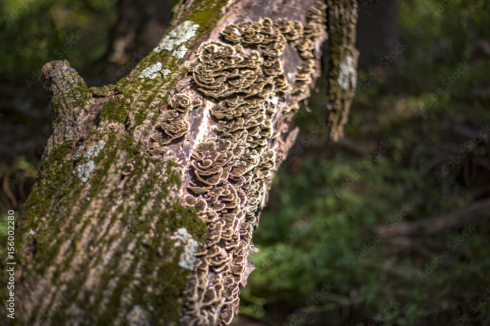 Fototapeta premium Fungus grows on the bark of a dead tree.