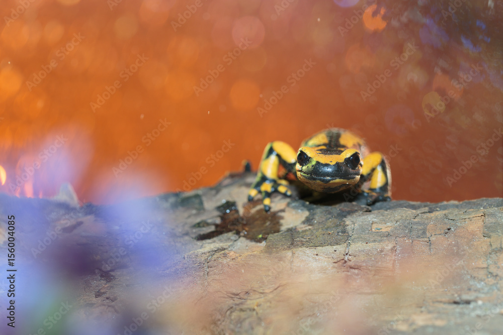Salamander014