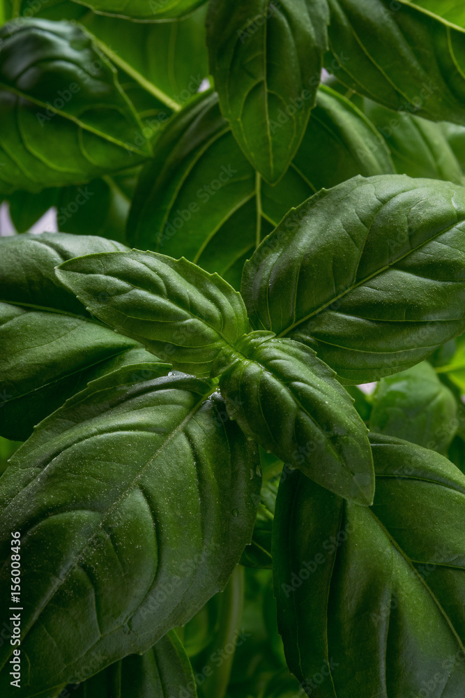 Fototapeta premium Spring of basil