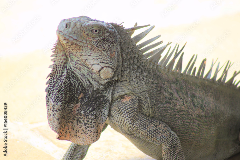 Fototapeta premium iguana, Bonaire
