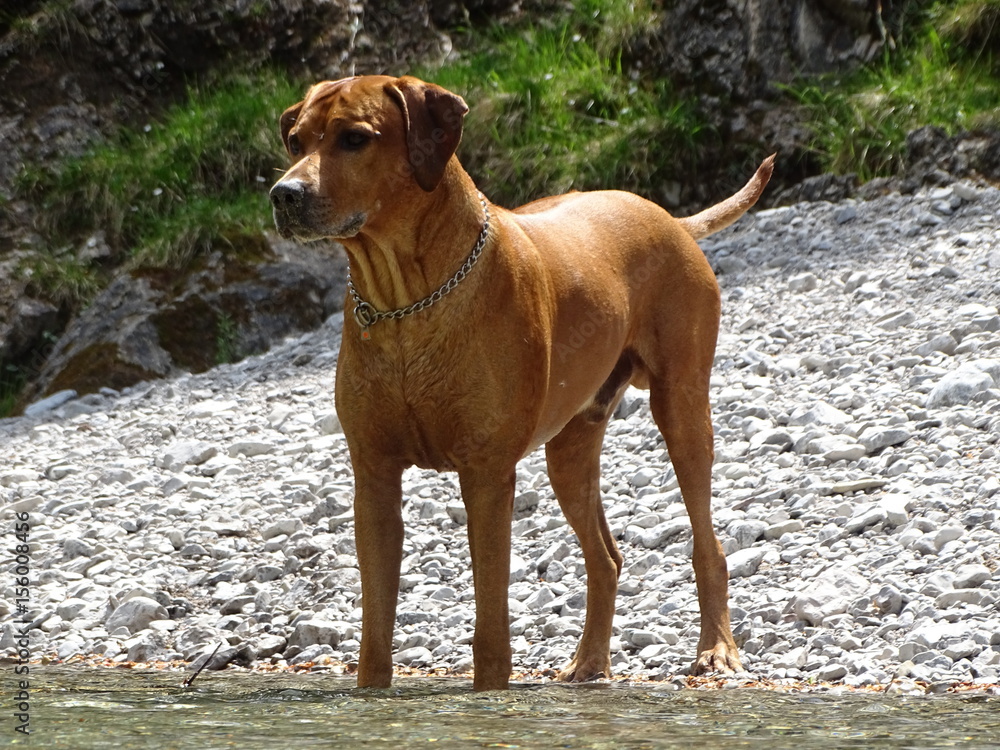 Rhodesian ridgeback beim spielen im Fluß Walchen (Sylvensteinstausee)
Rhodesian ridgeback beim spielen im Fluß Walchen (Sylvensteinstausee)