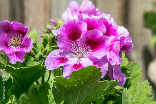 Geranium