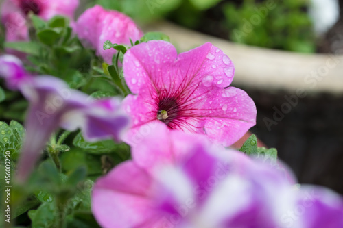 Petunia