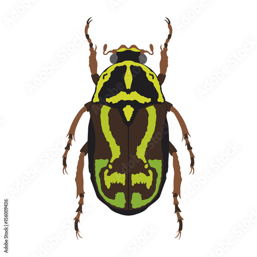 Fiddler Beetle (Eupoecila australasiae)