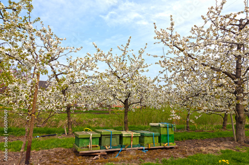 Kirschbäume in voller Blüte mit Bienenkästen im Alten Land bei Jork in der norddeutschen Elbmarsch