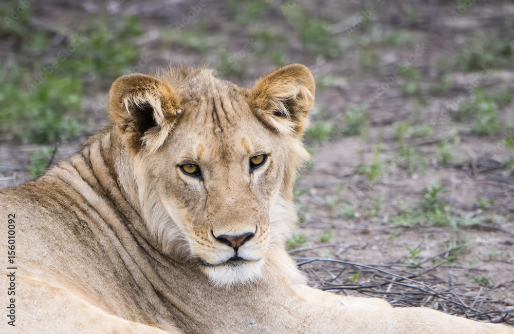 Male Lion with Scars on Face Resting in the Bush in Northern Tanzania Male Lion with Scars on Face Resting in the Bush in Northern Tanzania