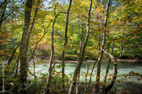 Idyllic nature of Oirase Gorge  Aomori  Japan