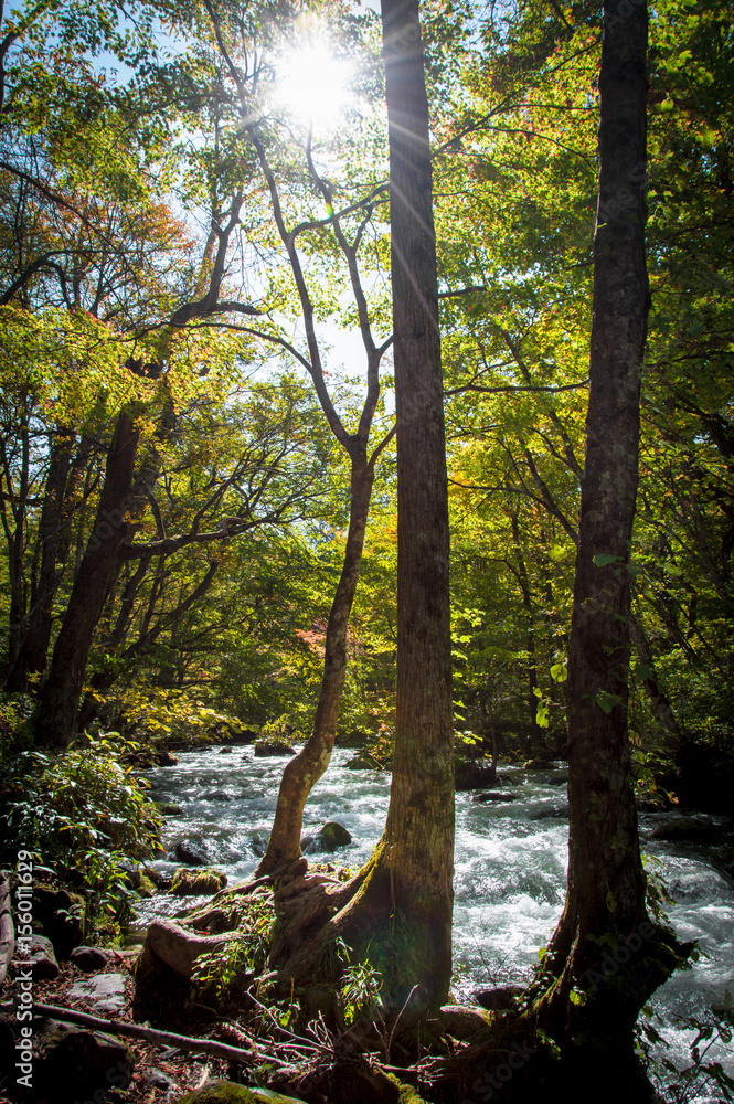 Fototapeta premium Idyllic nature of Oirase Gorge, Aomori, Japan