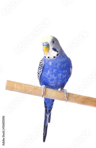 Budgie blue, isolated on white background. Budgerigar in full growth photo