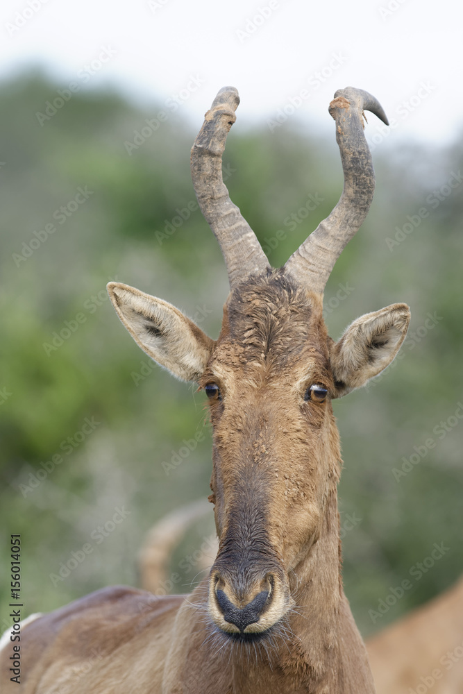 Red Hartebeest portret, Addo Elephant National Park Red Hartebeest portret, Addo Elephant National Park