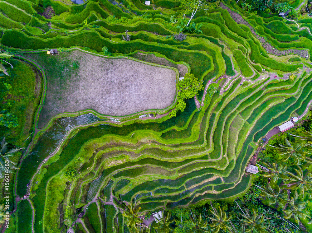Fotografie Ubud dron pole ryżowe indonezja