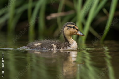Mallard, Duck - Nestling