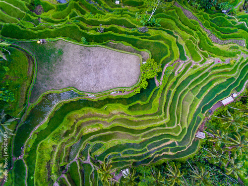 Ubud dron pole ryżowe indonezja