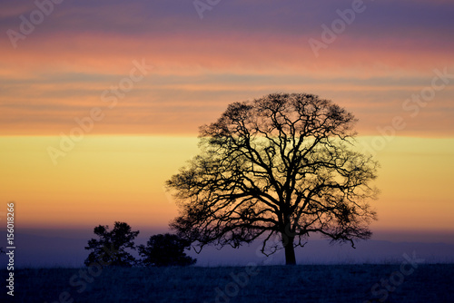 Silhouette of a tall tree with bands of colorful cloud in the background during sunset
