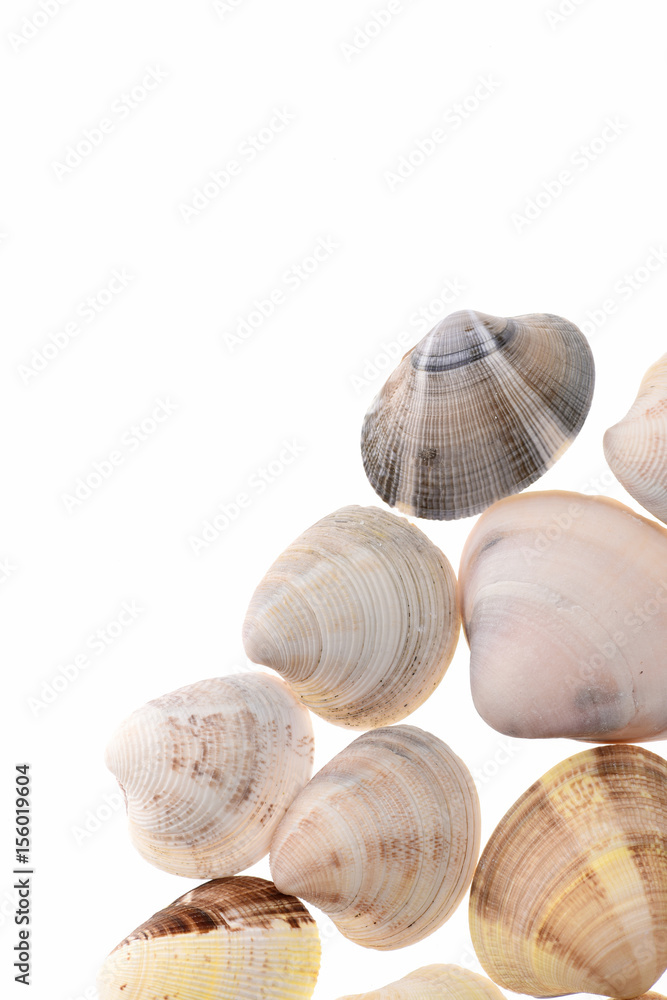 Sea concept. shells isolated on white