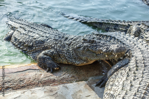 Crocodiles rest on the shore of the reservoir