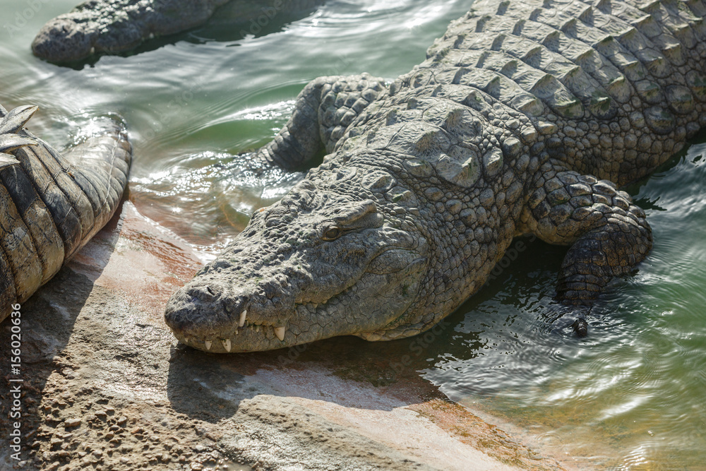 Fototapeta premium Crocodiles rest on the shore of the reservoir