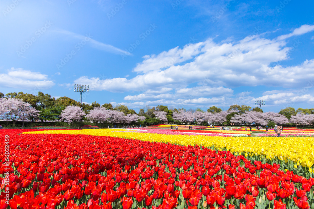 tulip　field　Japan