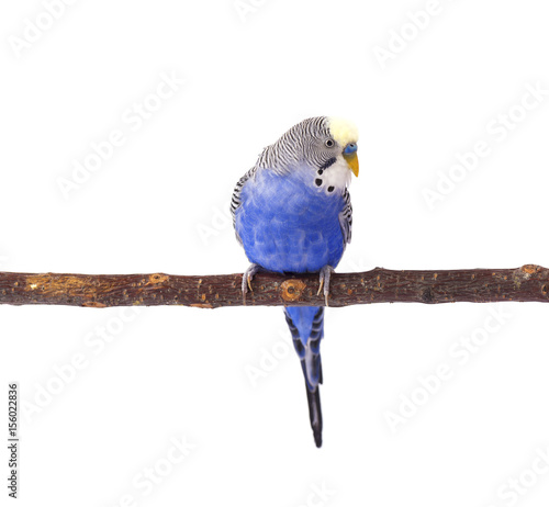 Budgie blue, isolated on white background. Budgerigar in full growth photo