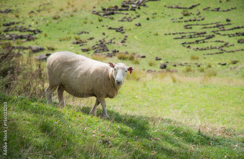 Sheep in agriculture field near One Tree Hill volcanic area in Auckland, North Island, New Zealand. Sheep in agriculture field near One Tree Hill volcanic area in Auckland, North Island, New Zealand.