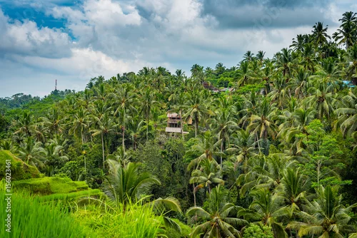 Obraz panorama palmy las