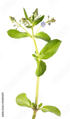 Brooklime or European speedwell (Veronica beccabunga) isolated on white background. Medicinal plant