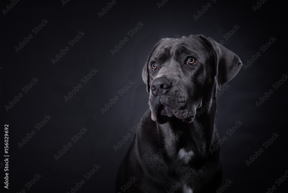 Studio portrait of a young Cane Corso puppy