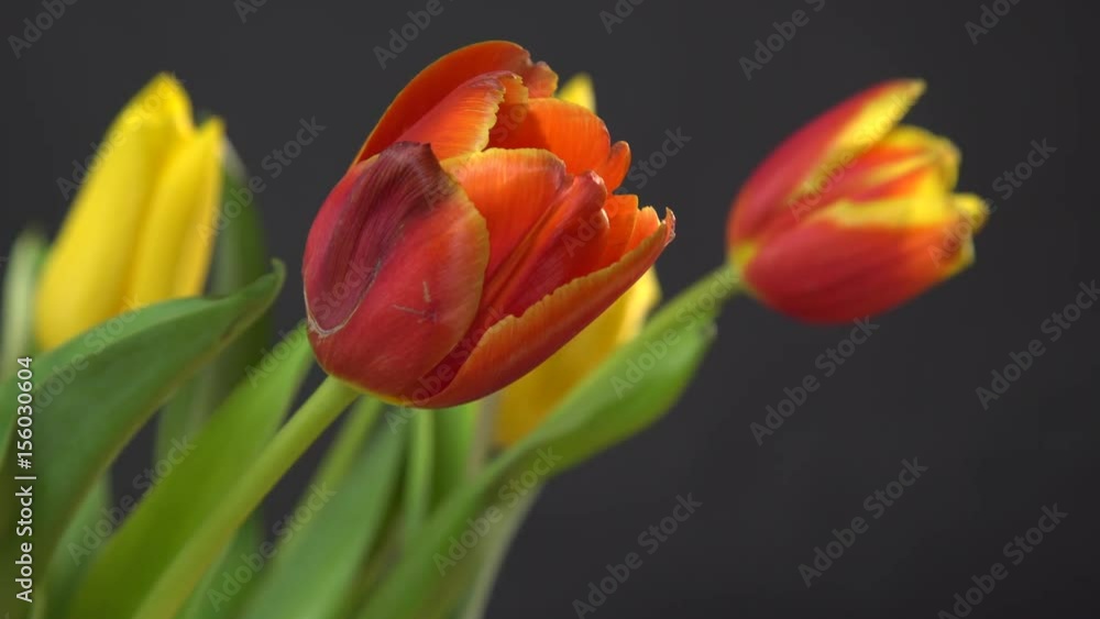 Bunch of tulips flowers close up on black background 4K ProRes HQ codec Bunch of tulips flowers close up on black background 4K ProRes HQ codec