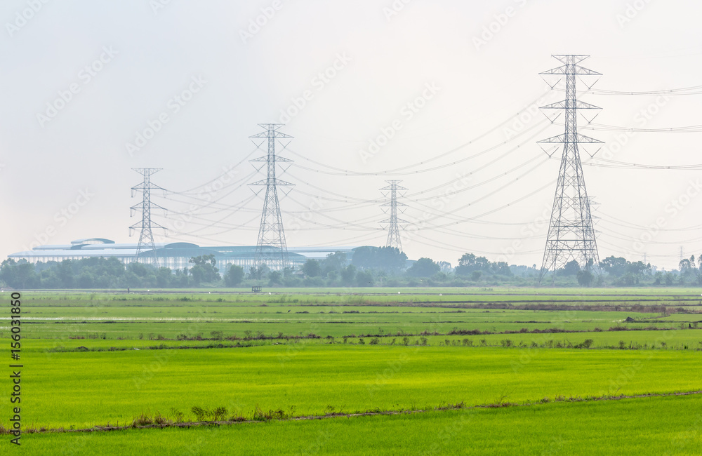 high voltage pole are located in rice fields.
