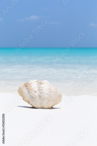 White seashell in pristine maldives beach