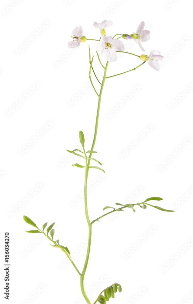 Cuckooflower or lady's smock plant (Cardamine pratensis) isolated on white background. Medicinal plant