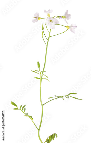 Cuckooflower or lady's smock plant (Cardamine pratensis) isolated on white background. Medicinal plant