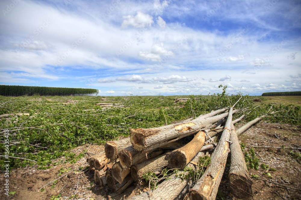 Logging Poplar trees Logging Poplar trees