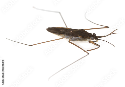Water strider, Gerridae isolated on white background