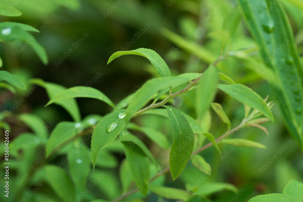 雨露に濡れる葉 雨露に濡れる葉