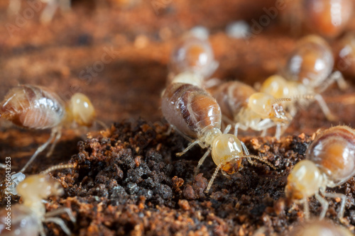 Termites insects in colony over wood