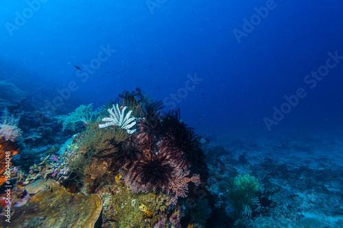 Colorful Tropical Coral Reef with Sea Lilies