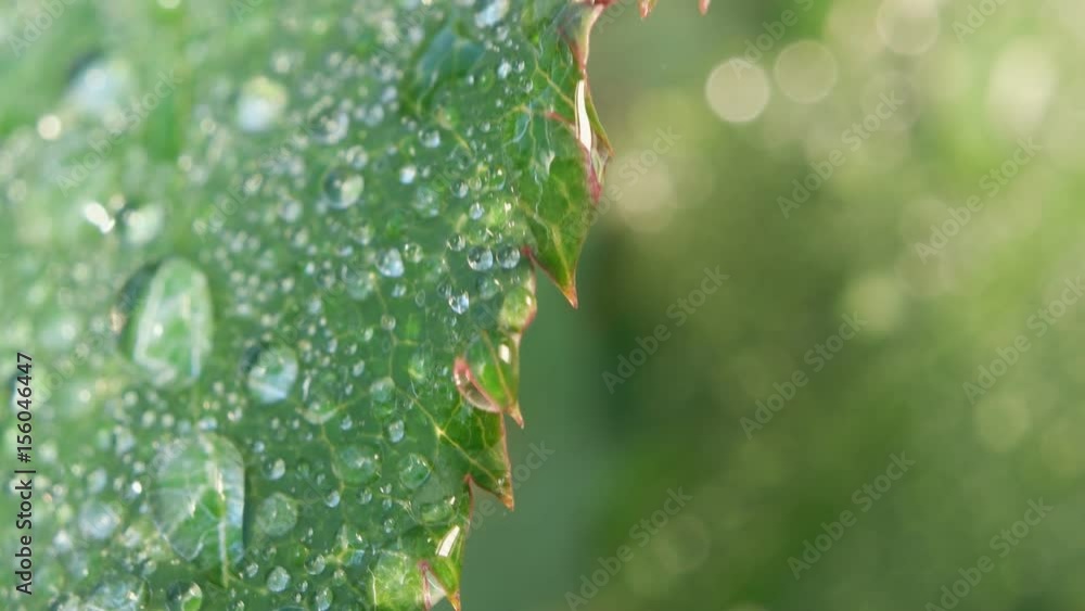 Close up of a Green leaf in nature
Close up of a Green leaf in nature