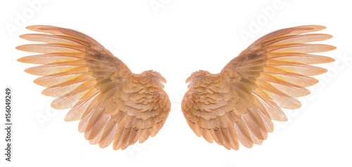 wings on white background