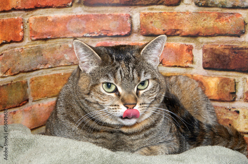 Chubby tabby cat laying in bed next to brick wall background looking to viewers right, tongue sticking out licking towards nose. © sheilaf2002
