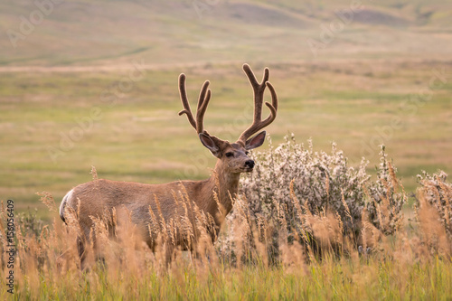 Mule Deer Buck with velvety antlers © Kathleen Bowman